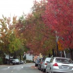Tree-lined Street 1