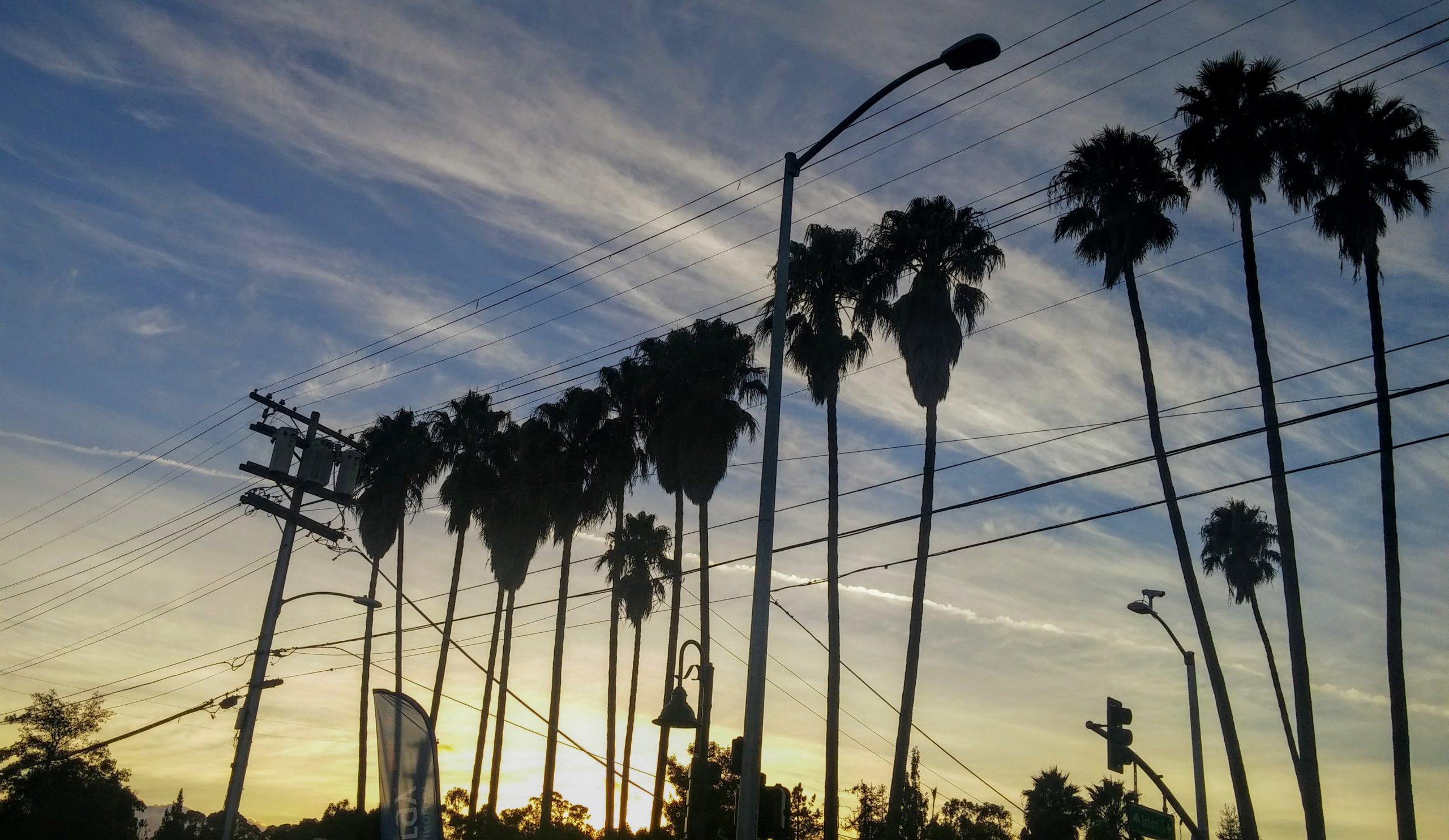 Fruitvale Avenue palm trees. Photo Credit: Kat Ferreira.