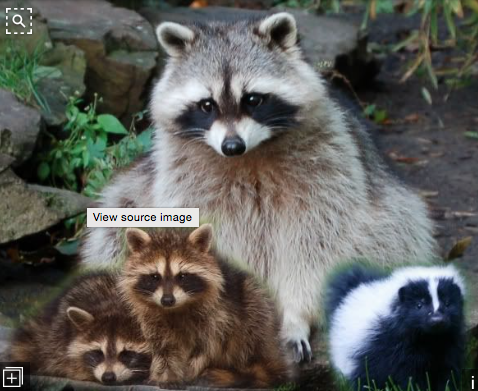 Skunk and raccoon 2017-01-23 at 11.58.11 AM