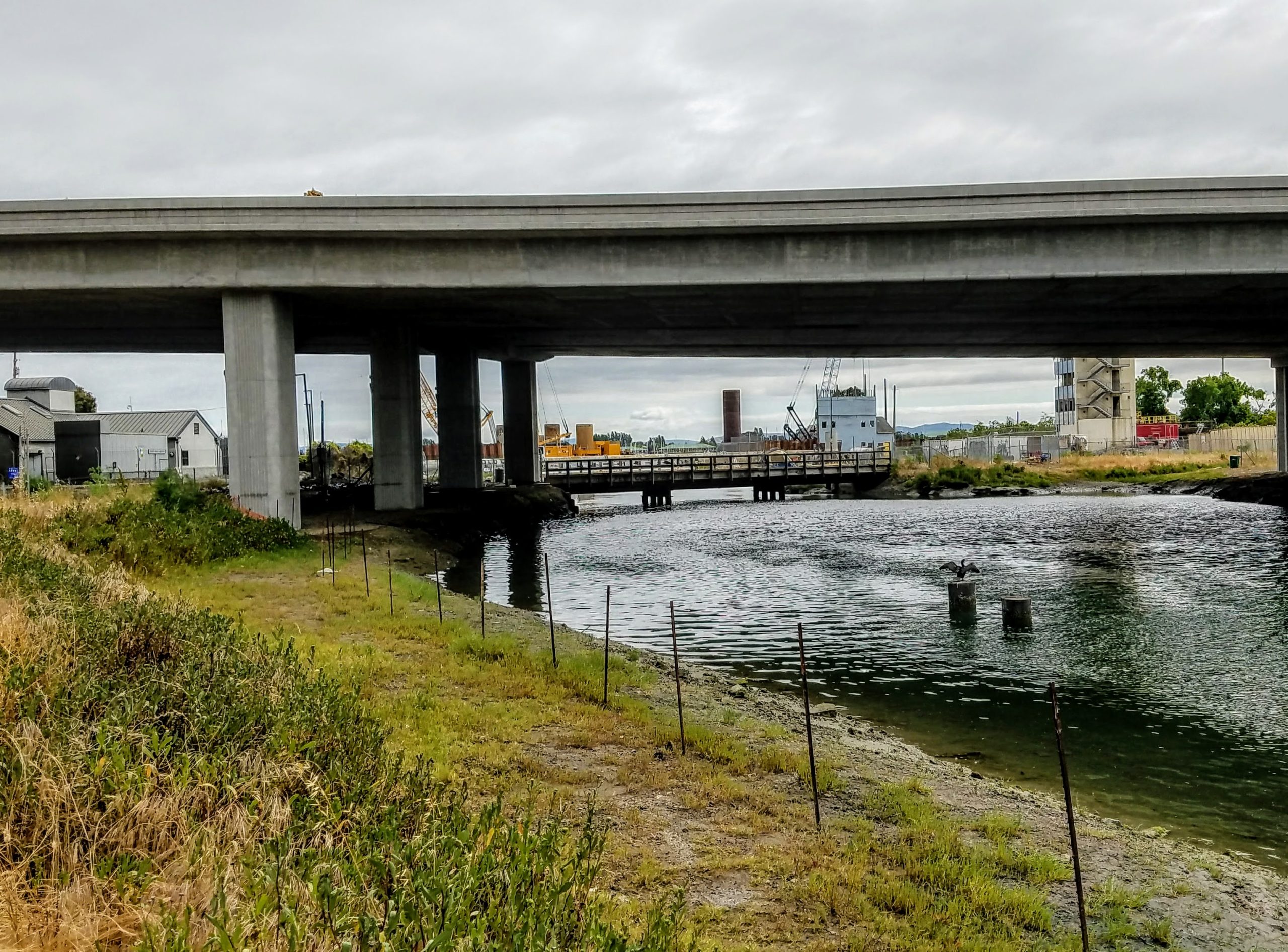 comrorant spreads wings near freeway