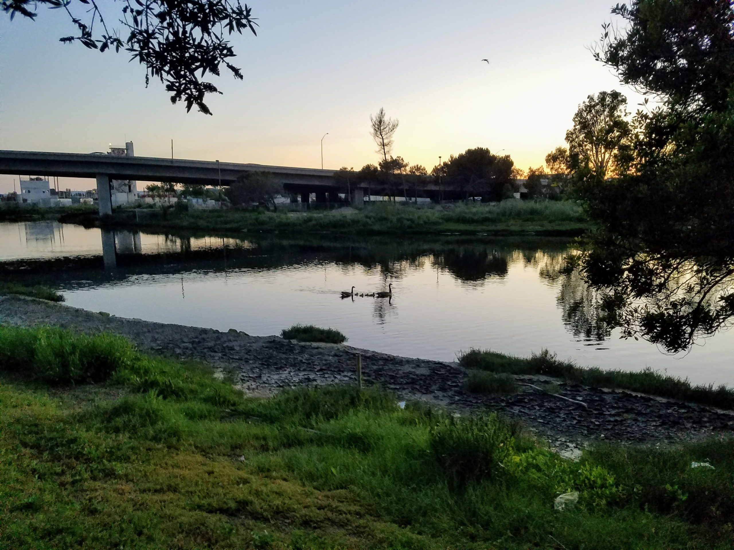 geese swim channel at sunset