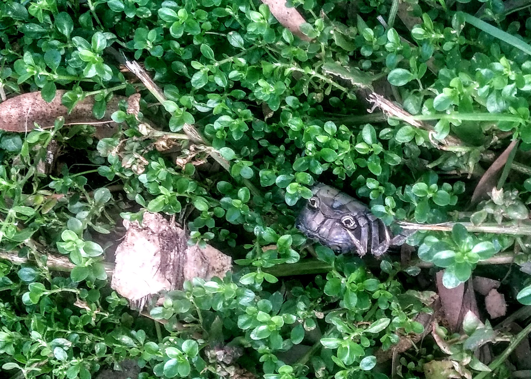 half-eaten crab near lake merritt channel