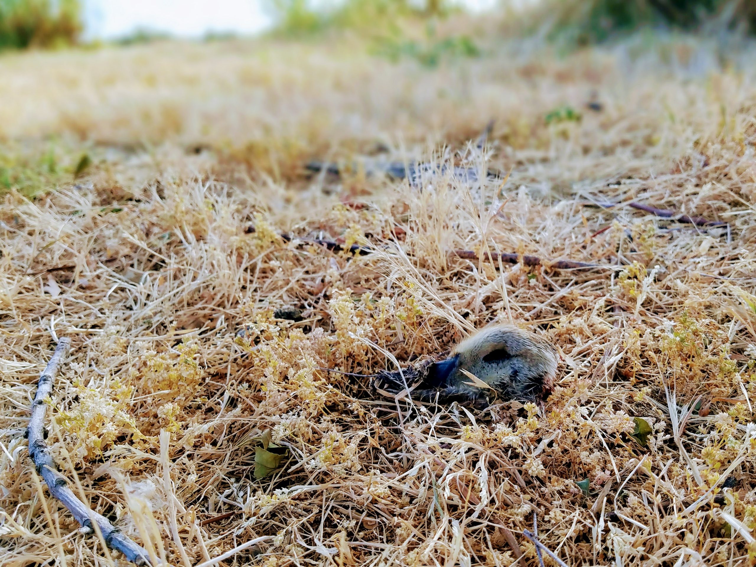 duckling falls prey near lake merritt