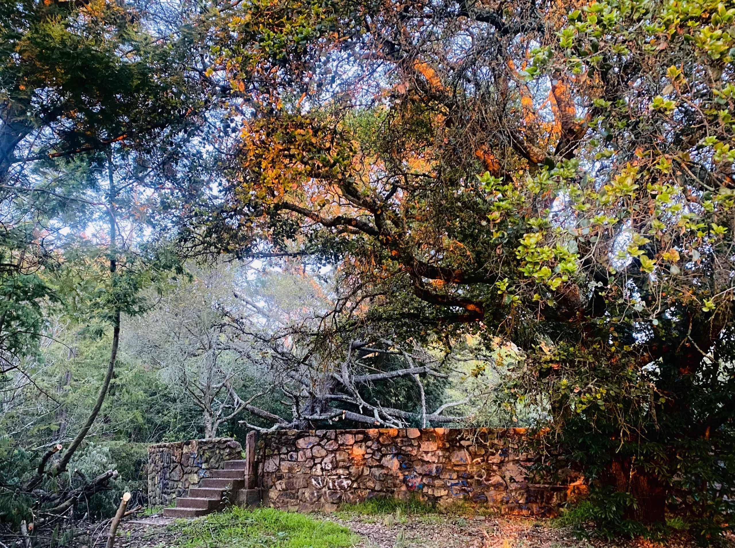 beautiful trees, green and gold and brown leaves, with a stone wall in bottom corner of photo