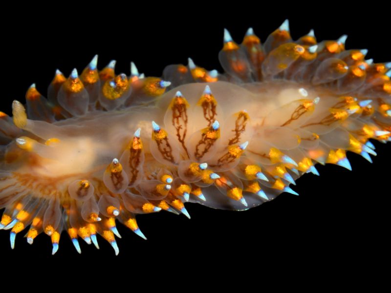 a nudibranch animal with orange and glowing bluish lights on the tips