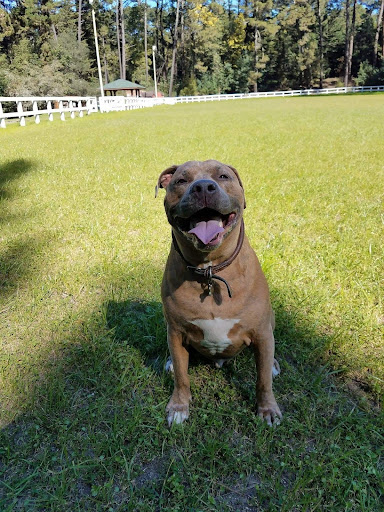 a photo of a happy sandy colored pit bull in a field of green grass