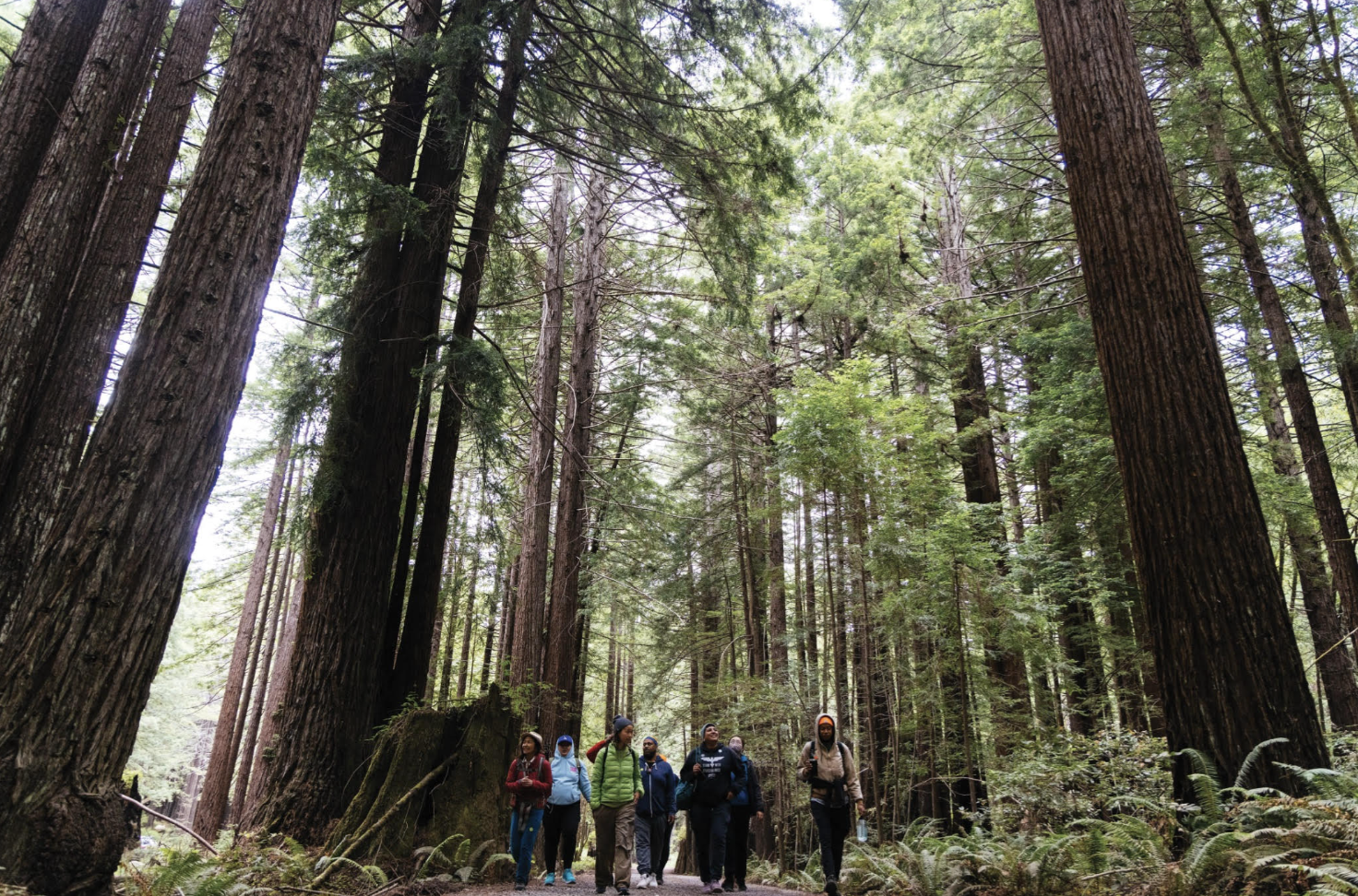 large redwoods surround a small group of hikers